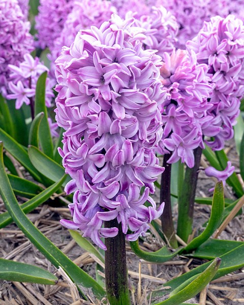 Cibuloviny,Hyacint Purple Voice